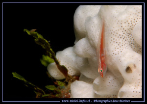 Little Goby on white sponge in the water's of Lembeh Stra... by Michel Lonfat 
